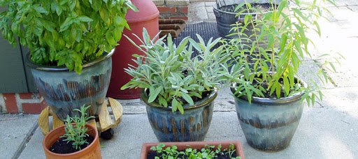 herbs for garden